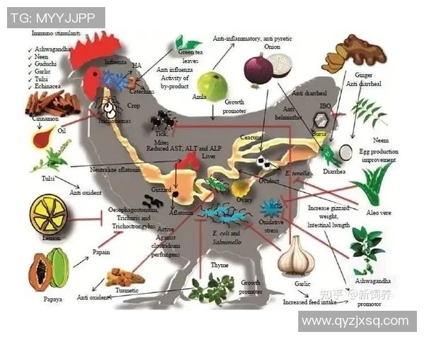 足球明星的饮食秘密揭秘他们常用的补剂与营养策略